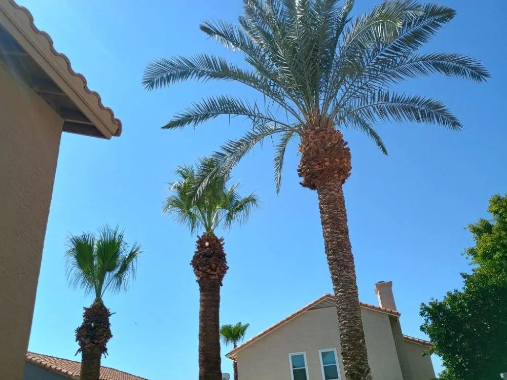 Expert yard cleanup service near you across Phoenix, AZ - Bubios Landscaping