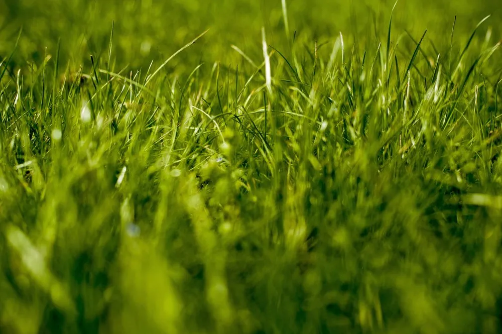 Reliable lawn care service in Palm Coast, FL - Buck Fin Lawn Service
