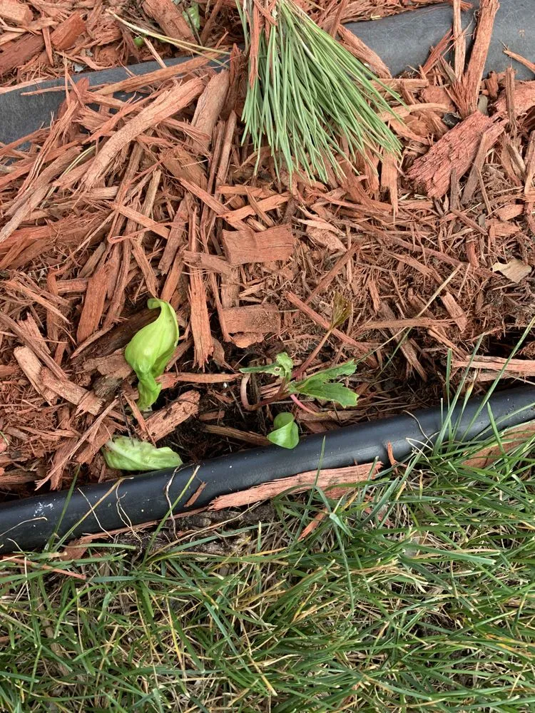 Top-rated residential landscaping for beautiful yards across Ham Lake, MN - Buck Landscaping