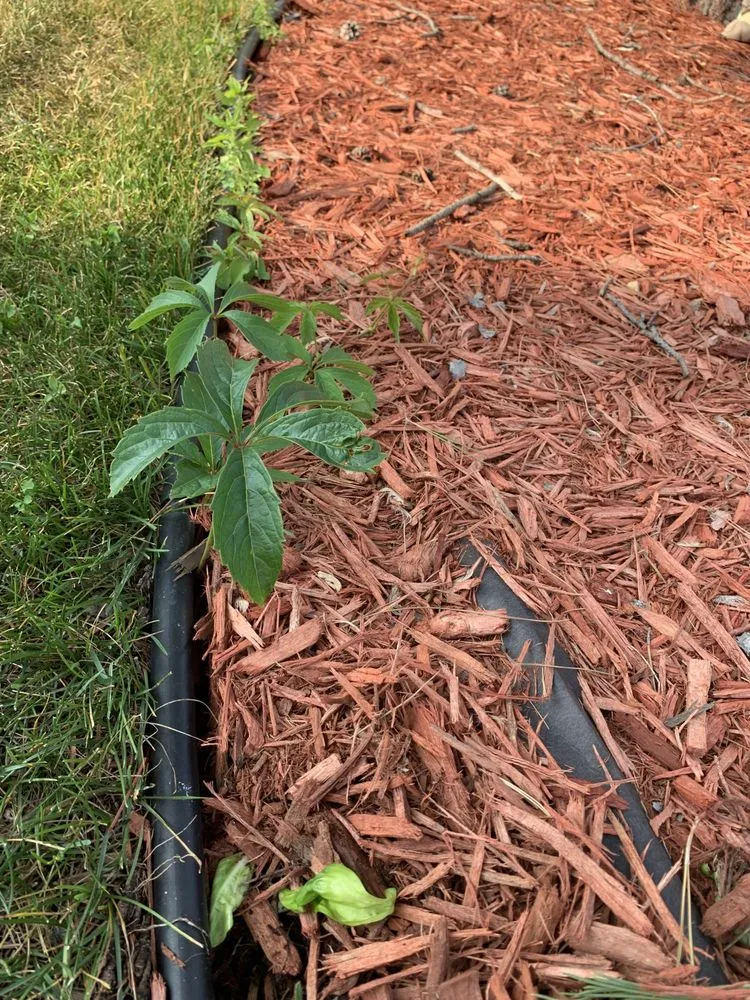 Professional outdoor landscaping for beautiful yards in Ham Lake, MN by Buck Landscaping