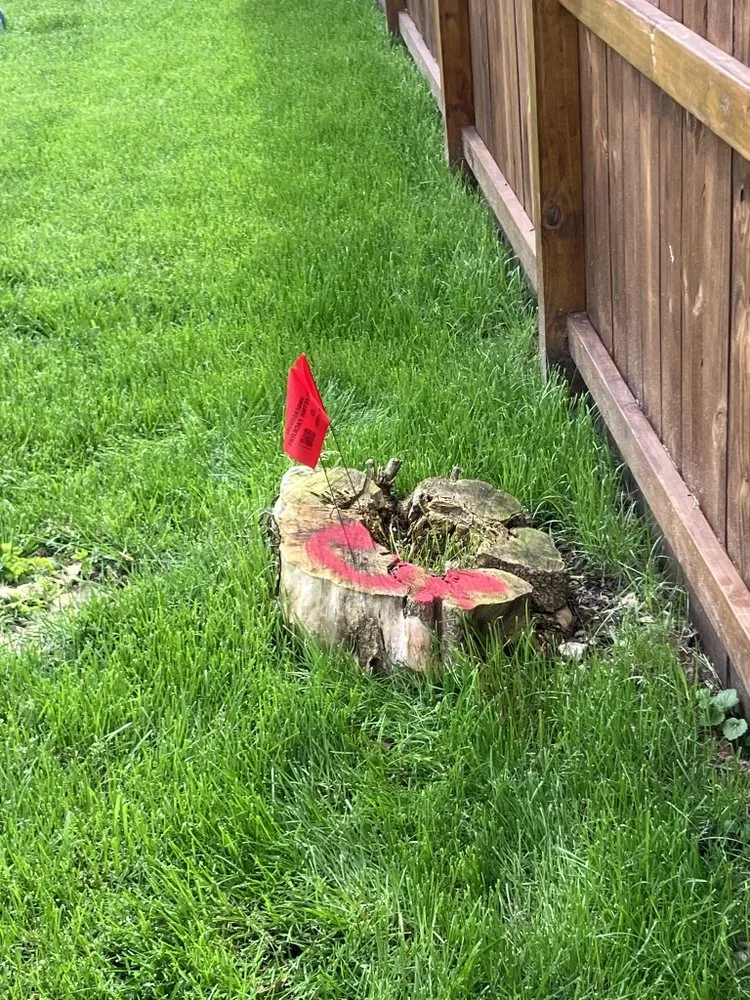 Professional yard cleanup service for outdoor upgrades across Homer Glen, IL - Buck N Grind Tree and Stump Removal