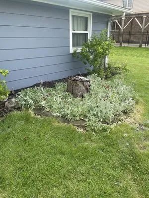 Buck N Grind Tree and Stump Removal