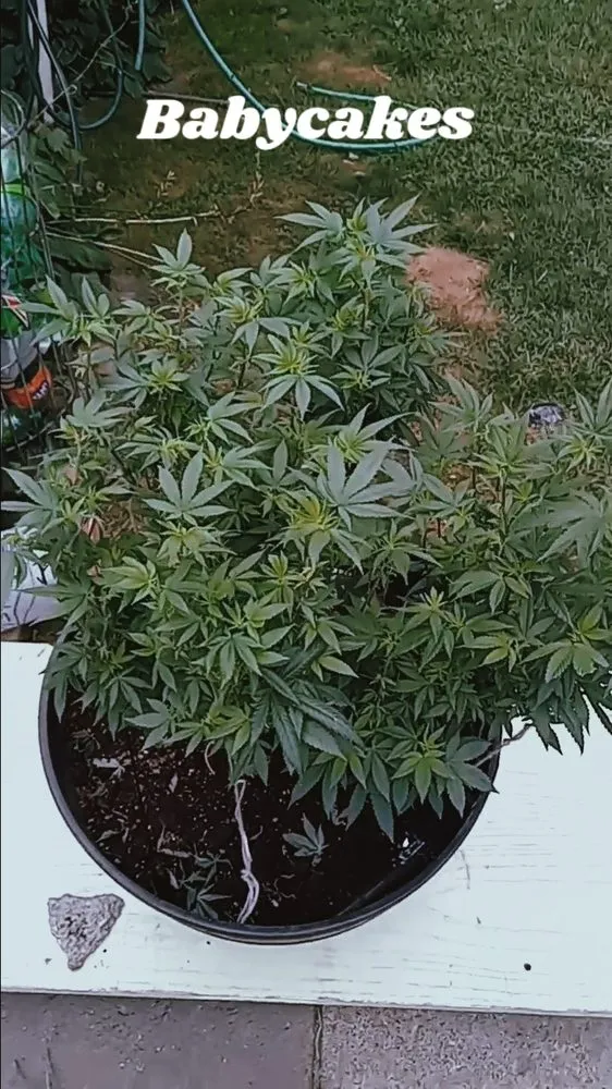 Affordable garden landscaping experts serving Toledo, OH - Buckeye Blooms Toledo