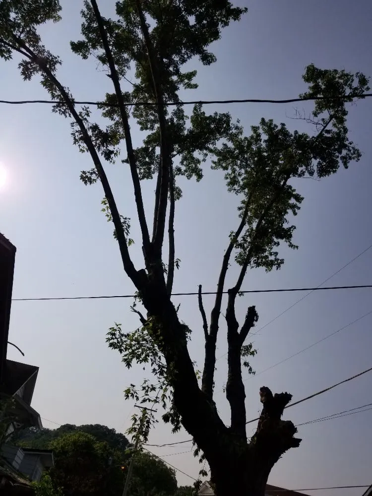 Trusted residential landscaping experts serving Busy, KY - Buckeye Tree Service & Landscaping