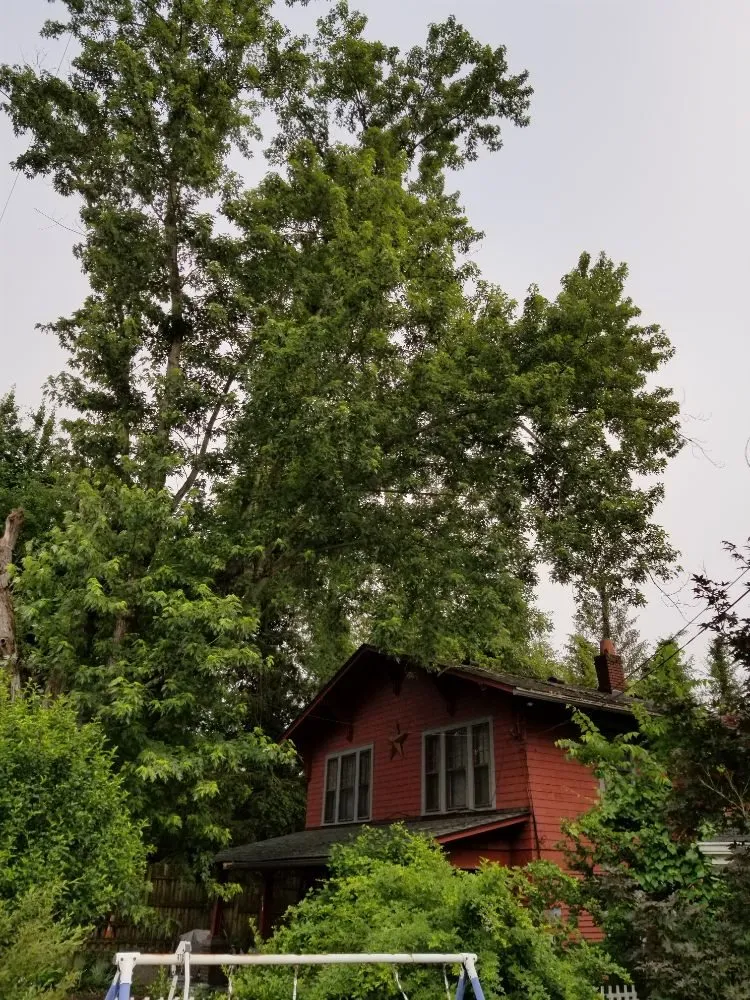 Top-rated residential landscaping for residential properties in Busy, KY by Buckeye Tree Service & Landscaping