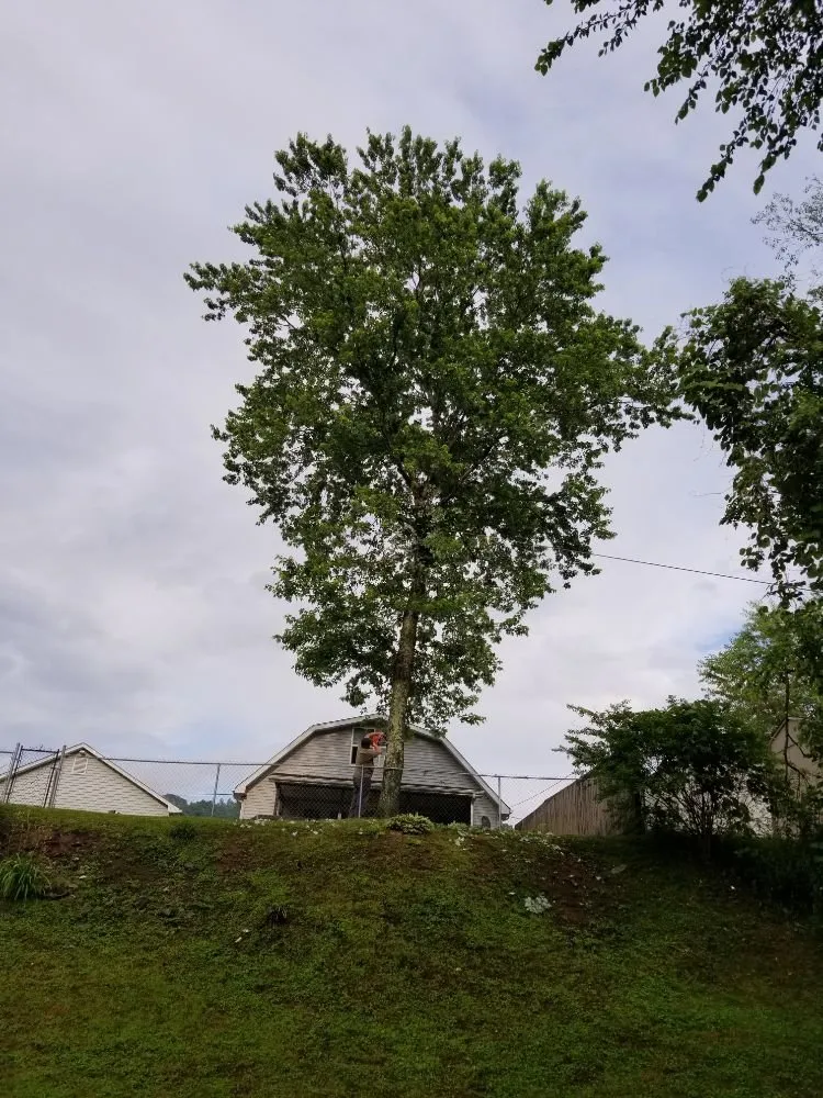 Trusted yard cleanup service experts serving Busy, KY - Buckeye Tree Service & Landscaping