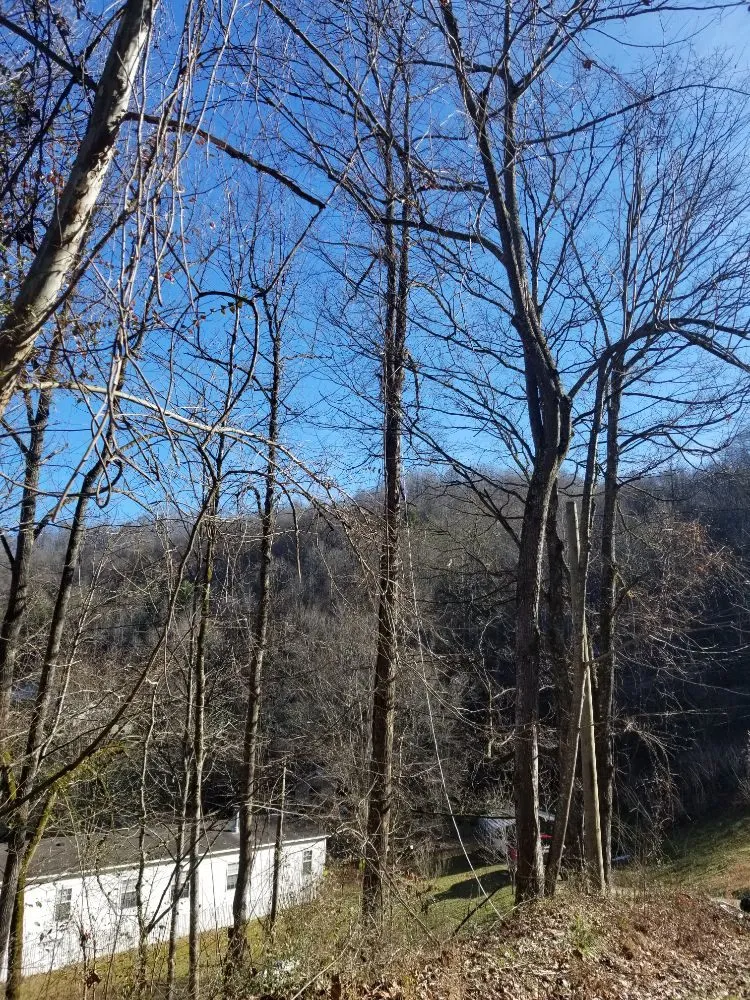 Professional outdoor landscaping in Busy, KY - Buckeye Tree Service & Landscaping
