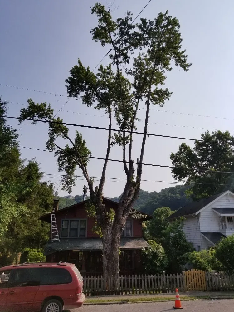 Expert landscaping services in Busy, KY - Buckeye Tree Service & Landscaping