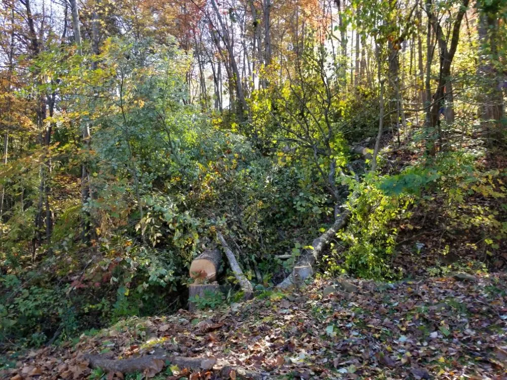 Local residential landscaping for homes in Busy, KY by Buckeye Tree Service & Landscaping