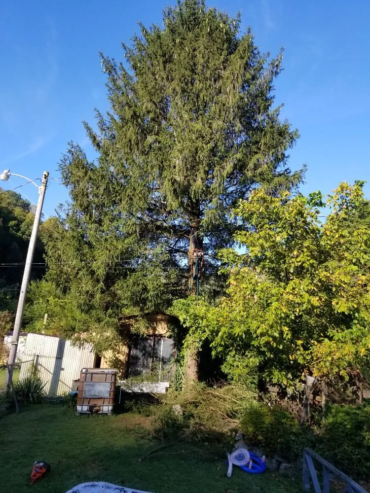 Expert landscape installation in Busy, KY - Buckeye Tree Service & Landscaping
