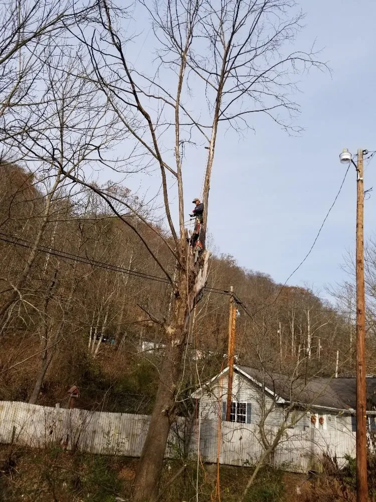 Local yard cleanup service for year-round maintenance across Busy, KY - Buckeye Tree Service & Landscaping