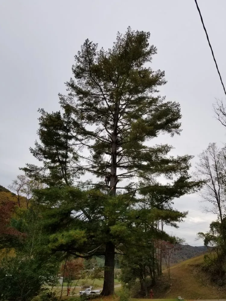 Reliable lawn care service for homes in Busy, KY by Buckeye Tree Service & Landscaping