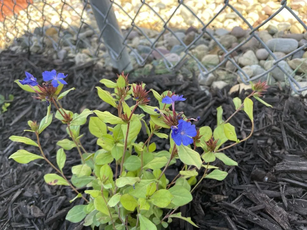 Local outdoor landscaping experts serving West Peoria, IL - Buckley’s Mowing Service