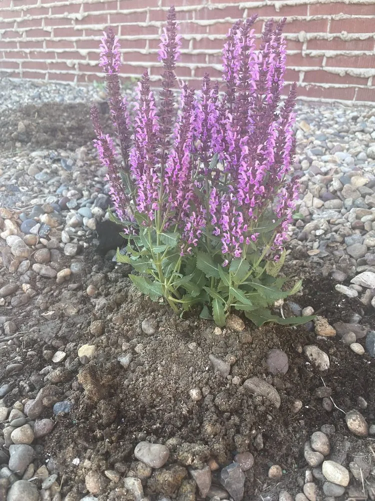 Custom yard maintenance experts serving West Peoria, IL - Buckley’s Mowing Service