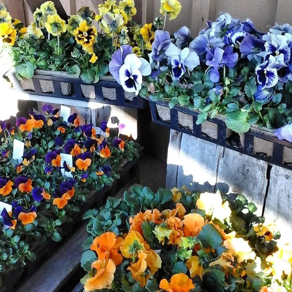 Trusted residential landscaping experts serving Kintnersville, PA - Bucks County Nursery