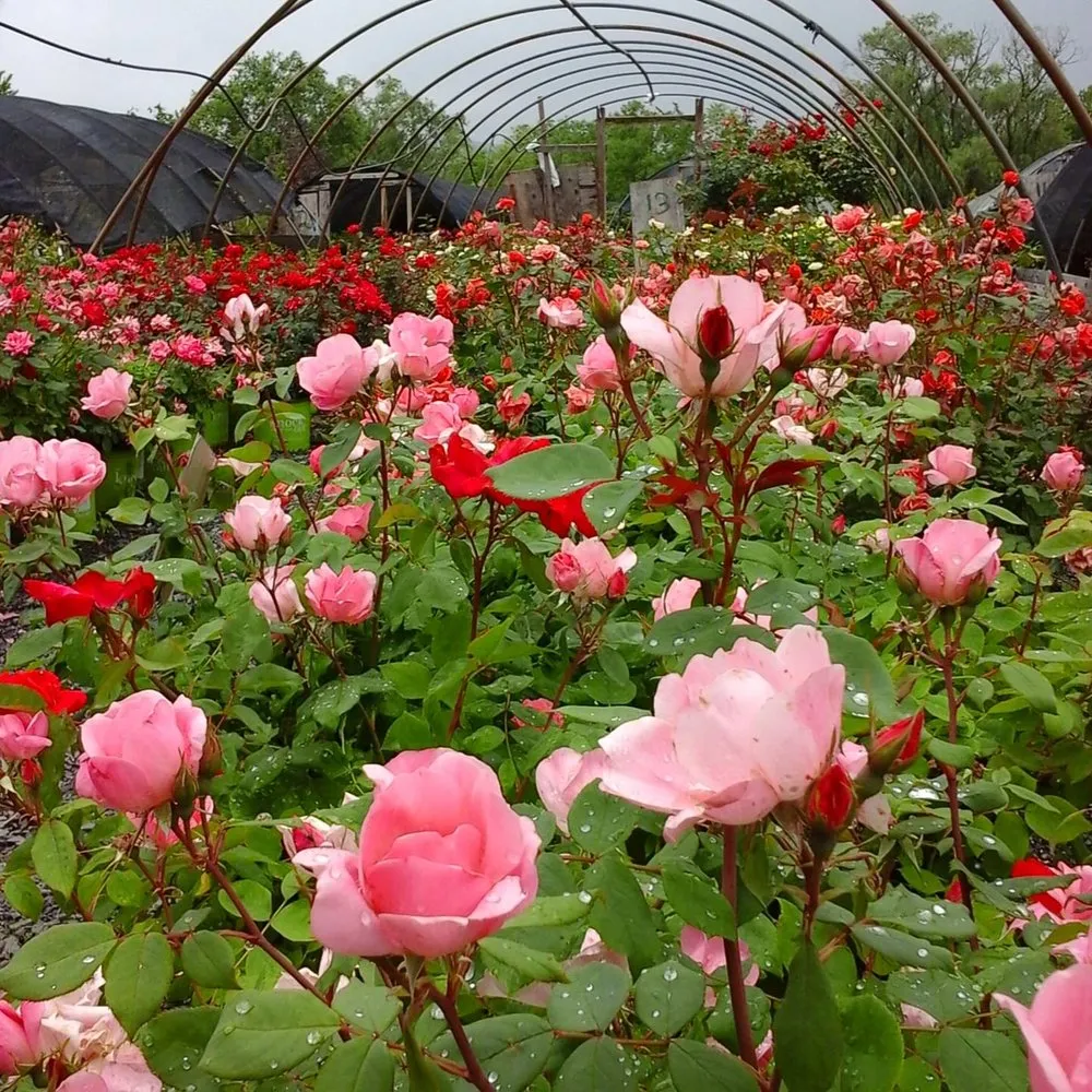Trusted outdoor landscaping for year-round maintenance in Kintnersville, PA by Bucks County Nursery