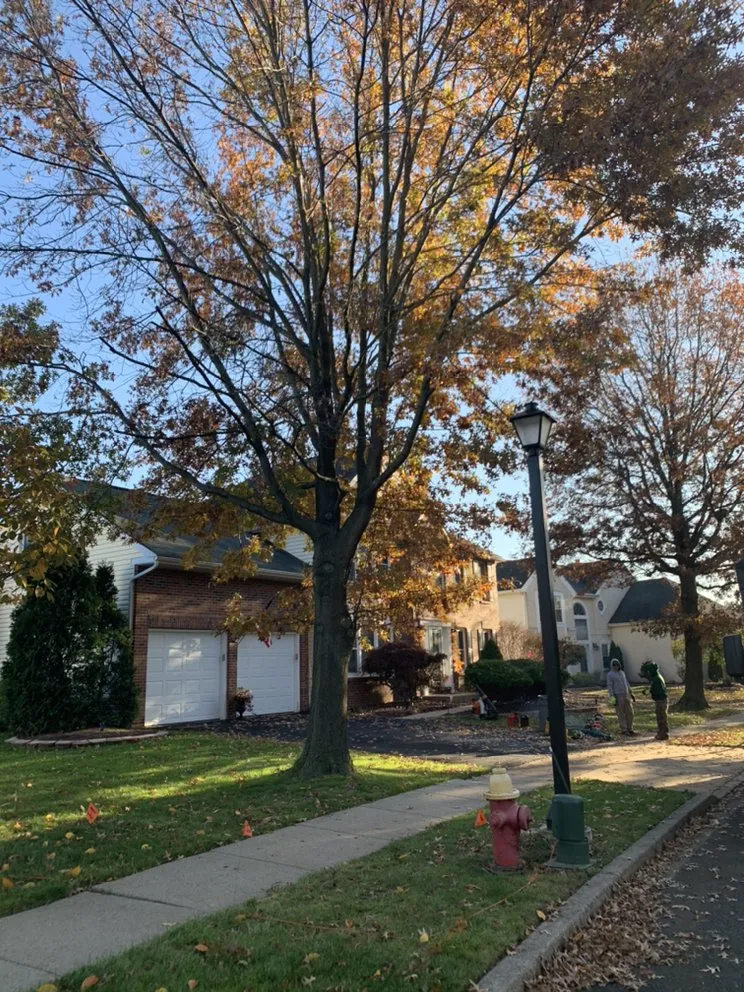 Local yard cleanup service experts serving Horsham, PA - Bucks Tree Care & Landscaping