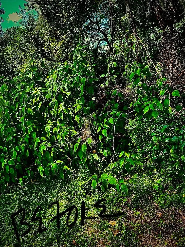 Custom landscape installation for year-round maintenance in Gainesville, FL by BuckShot Lawn Pros & Pressure Washing