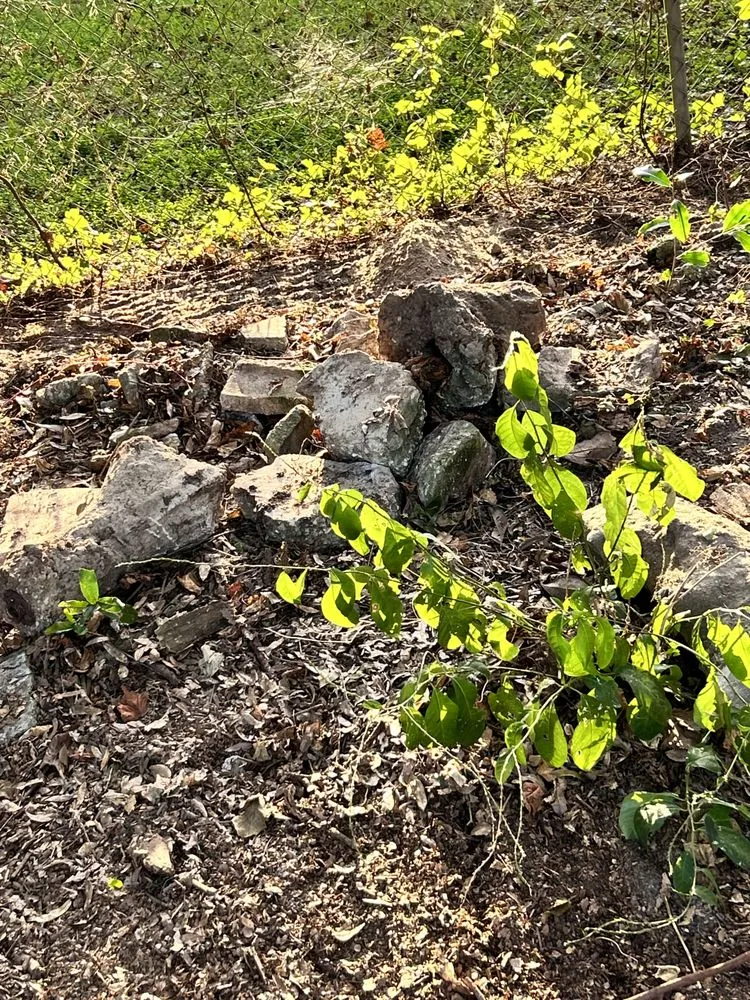 Professional landscape installation for beautiful yards in Gainesville, FL by BuckShot Lawn Pros & Pressure Washing