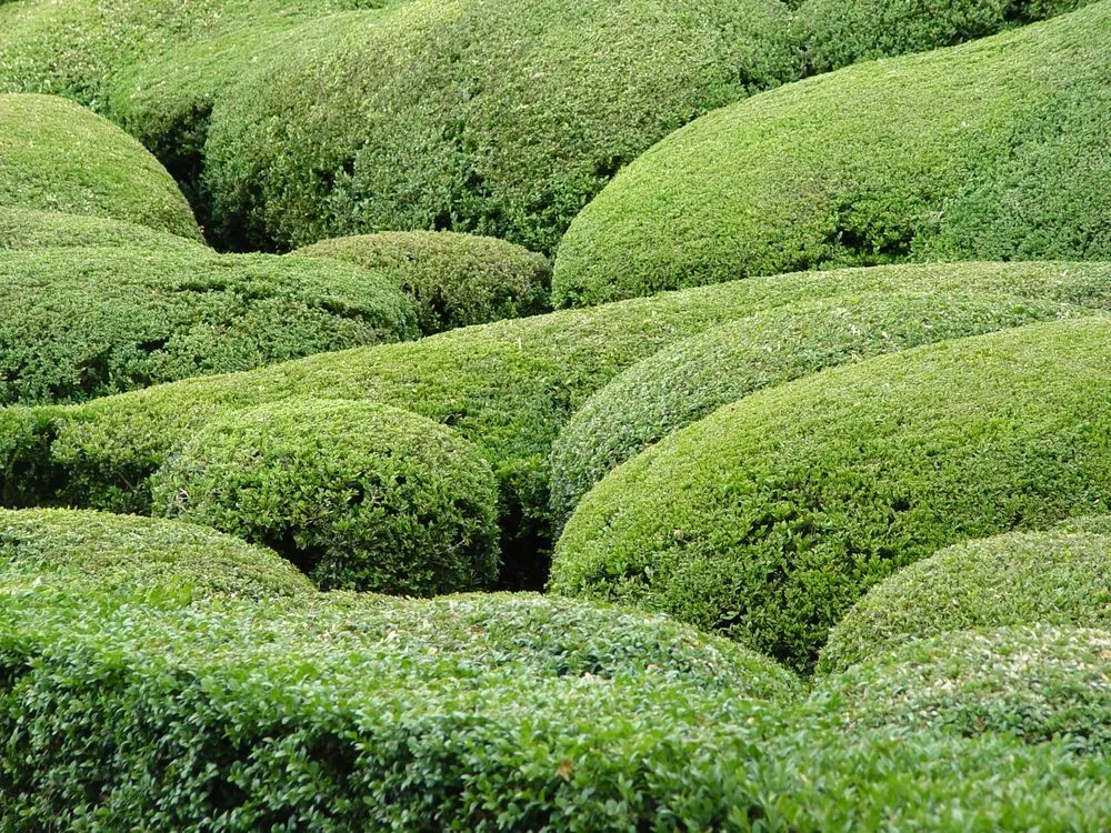 Custom landscape design experts serving Indianapolis, IN - Buddy Parks