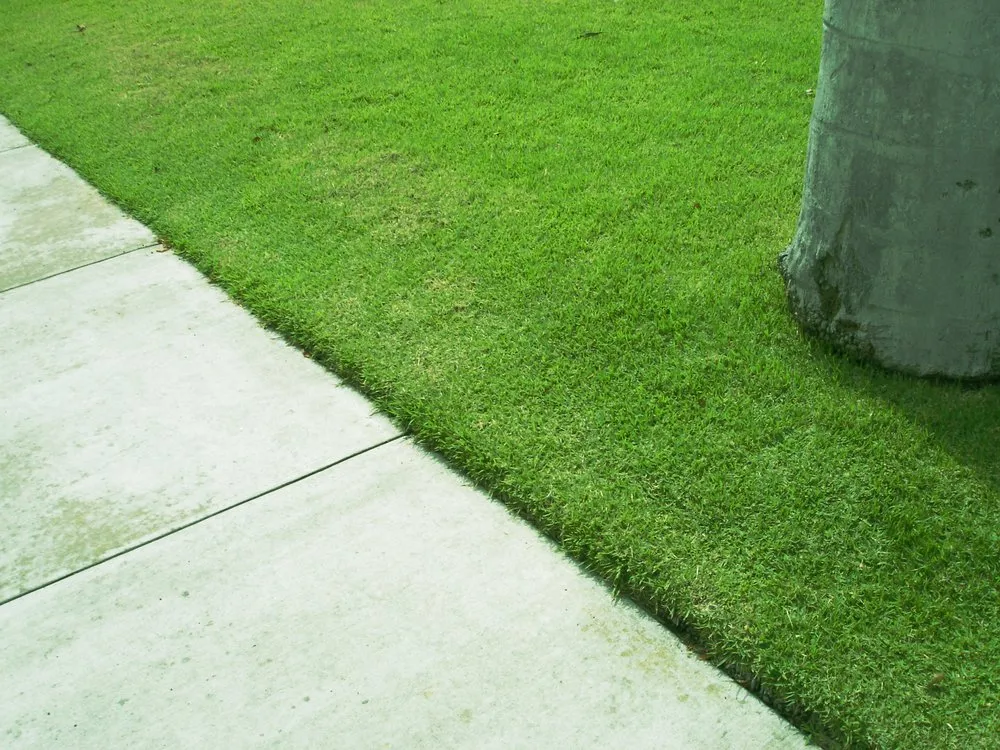 Professional lawn care service for year-round maintenance in Indianapolis, IN by Buddy Parks