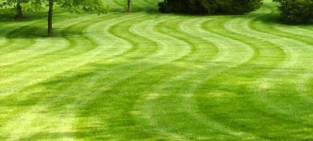 Top-rated yard cleanup service for homes in Indianapolis, IN by Buddy Parks