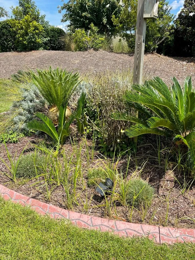 Expert outdoor landscaping in Calabash, NC by Buddy's Services