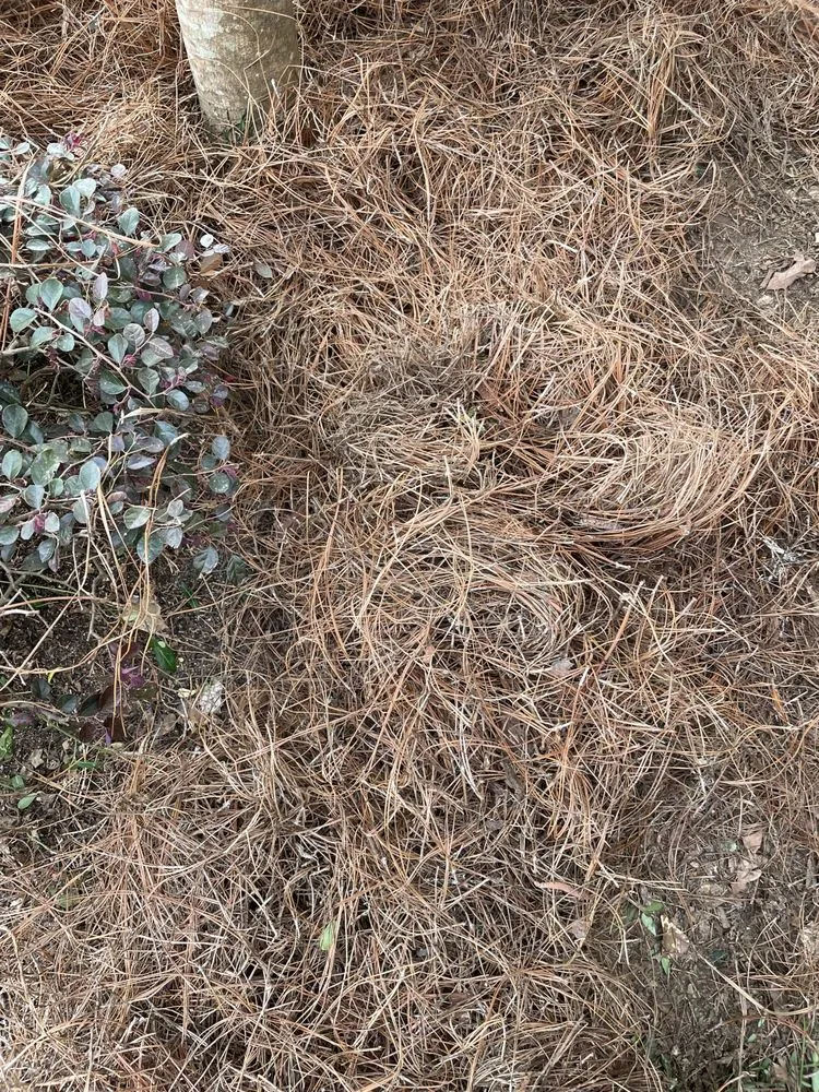 Professional residential landscaping in Augusta, GA by Buddy’s Wholesale Pinestraw