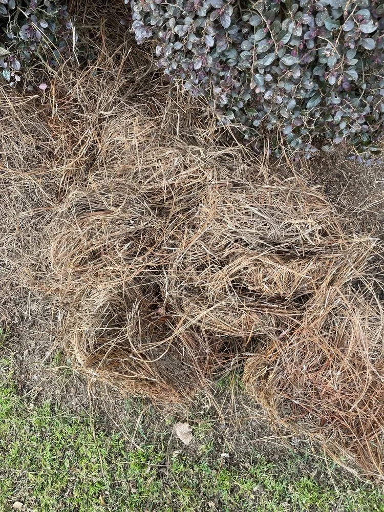 Local outdoor landscaping experts serving Augusta, GA - Buddy’s Wholesale Pinestraw