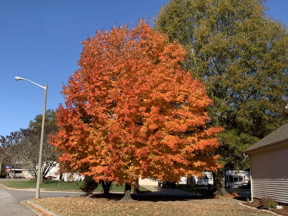 Top-rated landscape installation for year-round maintenance in Chesapeake, VA by Budget Cuts