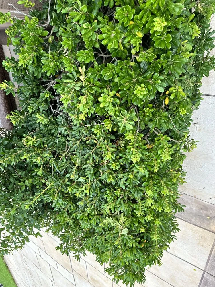 Local yard maintenance for residential properties in Ocala, FL by Budget Friendly Landscaping & Pressure washing