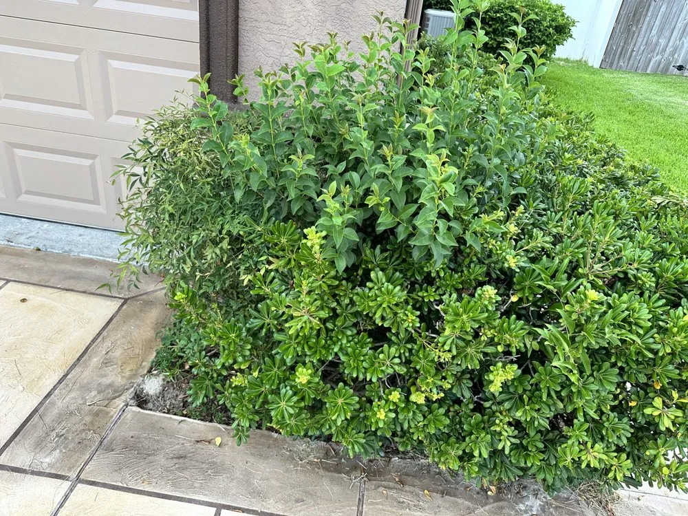 Trusted residential landscaping experts serving Ocala, FL - Budget Friendly Landscaping & Pressure washing