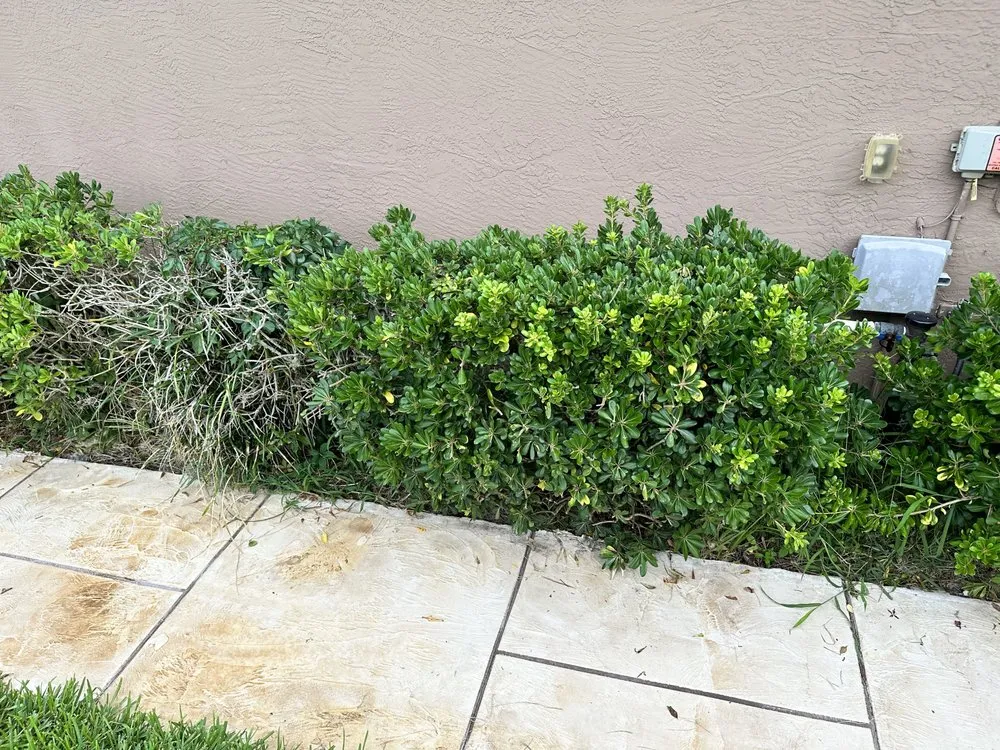 Custom lawn mowing service experts serving Ocala, FL - Budget Friendly Landscaping & Pressure washing