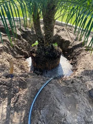 Budget Friendly Landscaping & Pressure washing