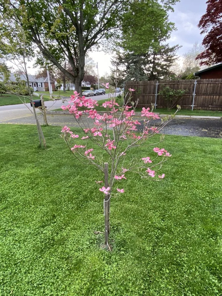 Top-rated lawn mowing service with custom design across Warwick, RI - Budget Landscaping