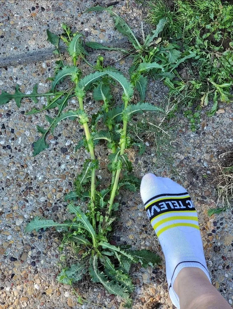 Professional lawn care service in Plano, TX - Budget Lawn Care