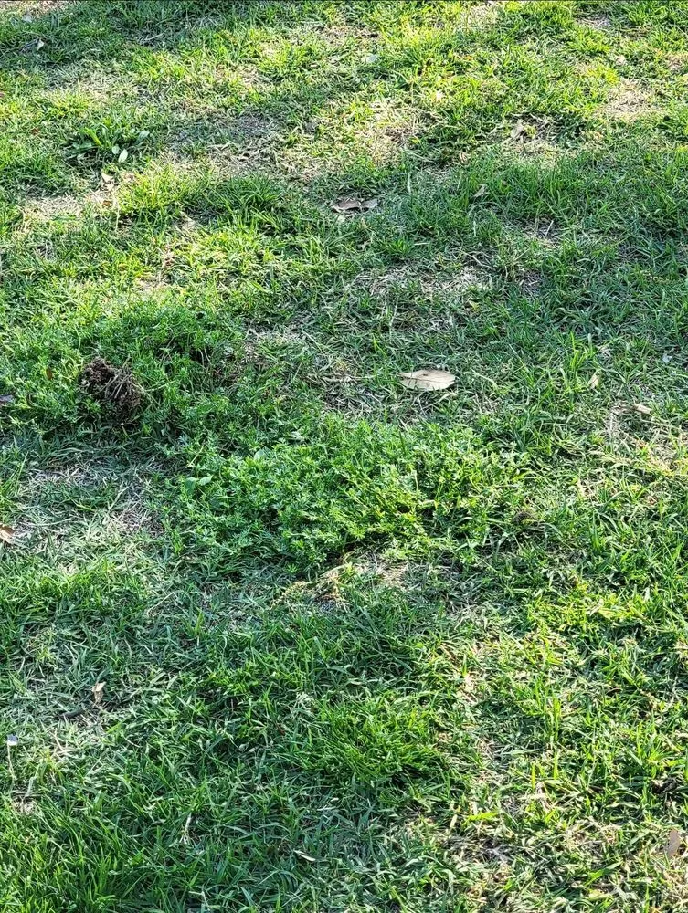 Reliable garden landscaping in Plano, TX by Budget Lawn Care