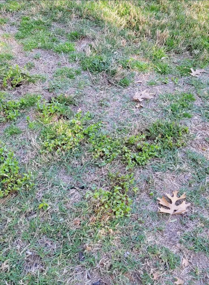 Top-rated lawn care service for beautiful yards across Plano, TX - Budget Lawn Care