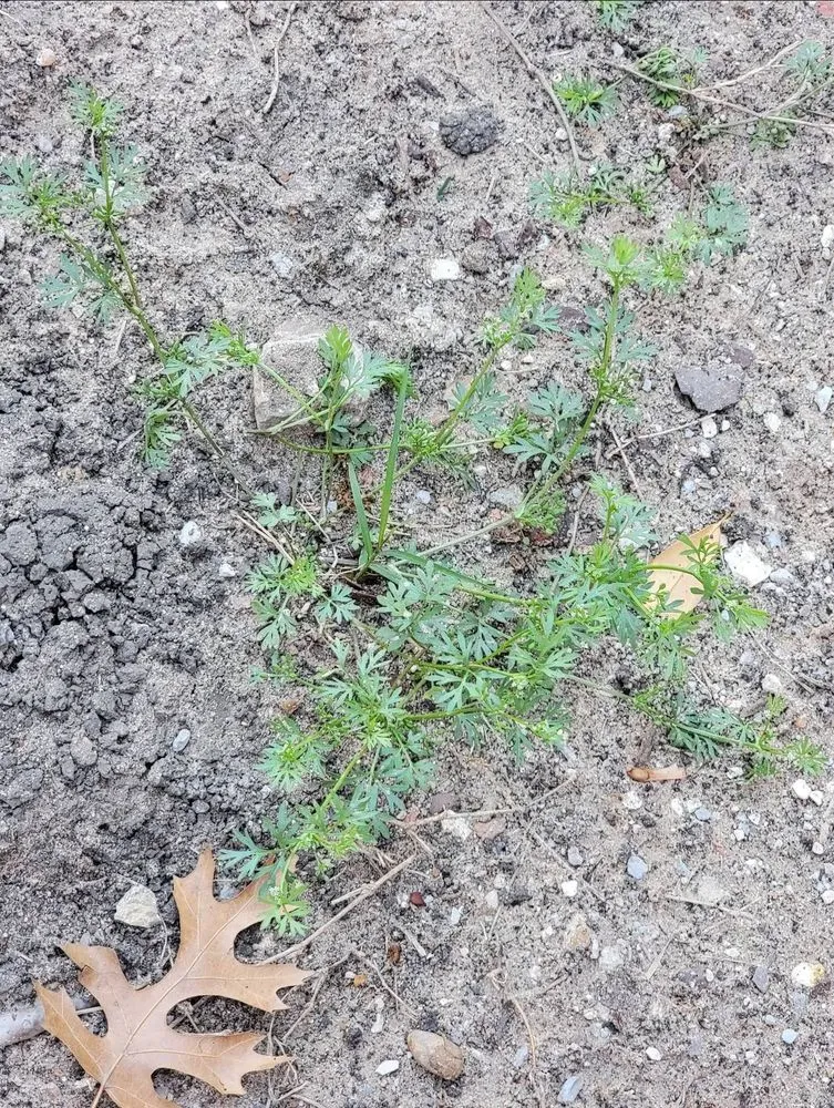 Custom yard maintenance for homes across Plano, TX - Budget Lawn Care