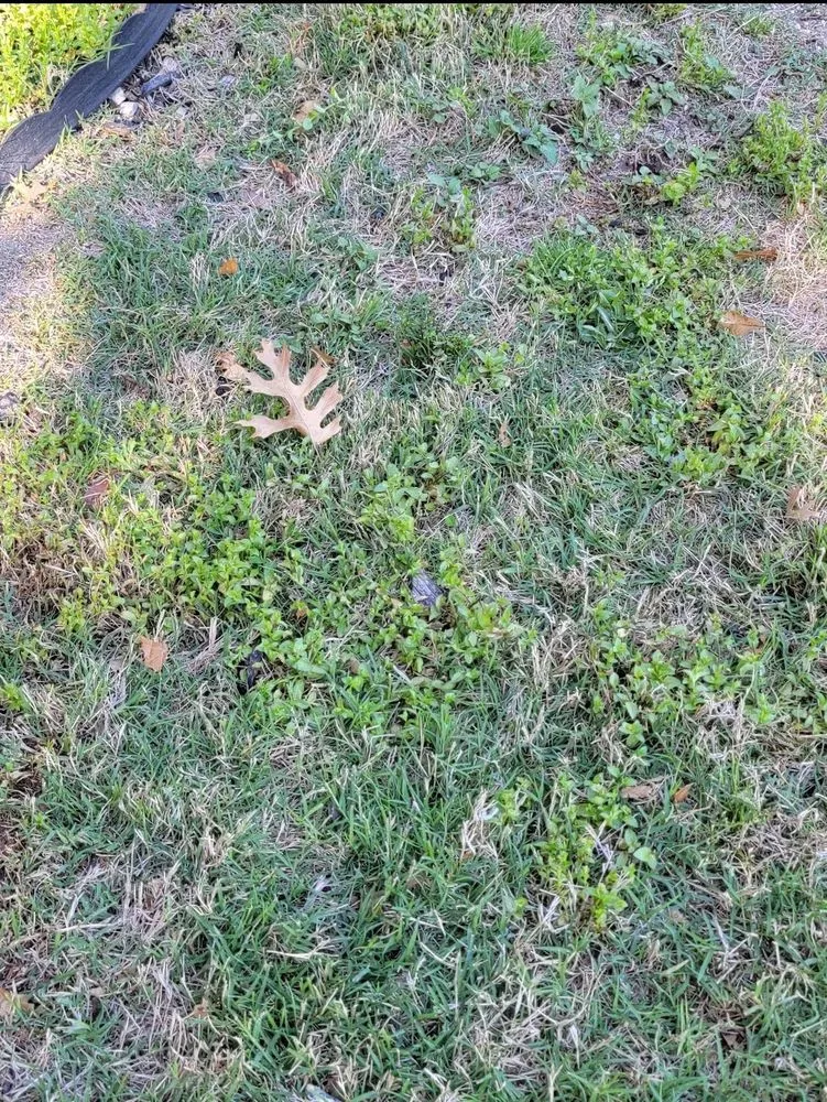 Affordable outdoor landscaping in Plano, TX by Budget Lawn Care