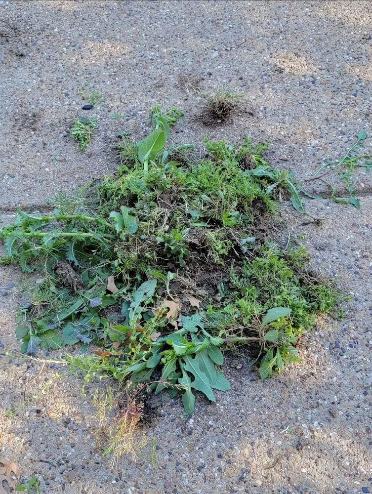 Top-rated yard cleanup service in Plano, TX by Budget Lawn Care