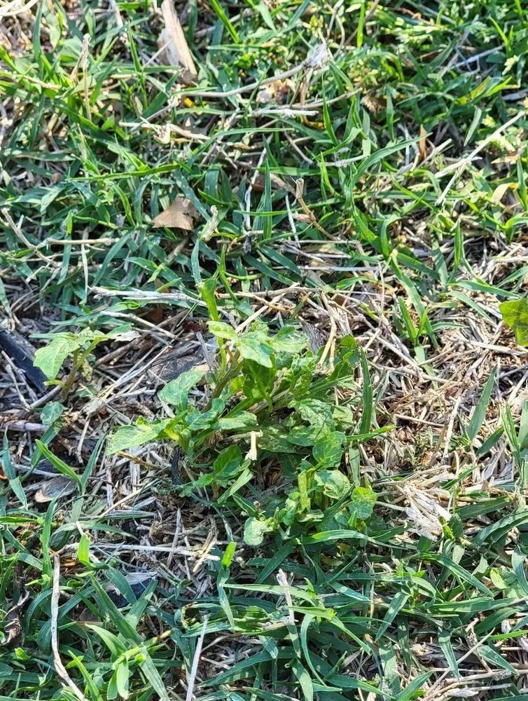 Affordable landscape installation in Plano, TX - Budget Lawn Care