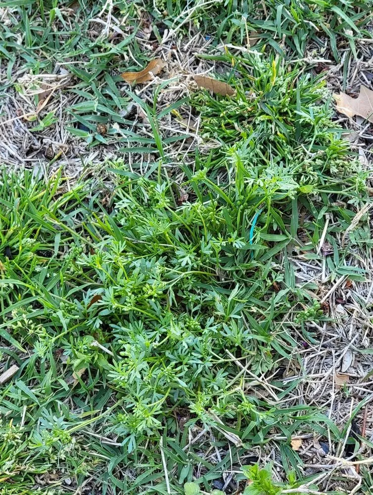 Top-rated residential landscaping in Plano, TX - Budget Lawn Care