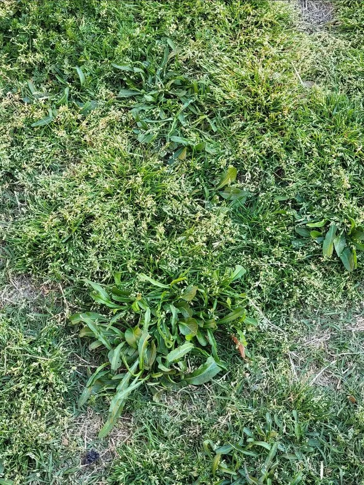 Trusted yard maintenance in Plano, TX by Budget Lawn Care