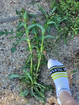 Budget Lawn Care Logo