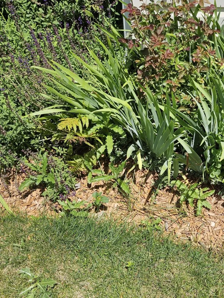 Custom yard cleanup service for beautiful yards in Yorkville, IL by Budget Lawn Services