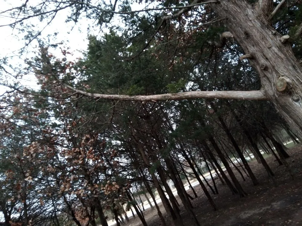 Trusted lawn care service for beautiful yards in Oklahoma City, OK by Budget maintenance and repair