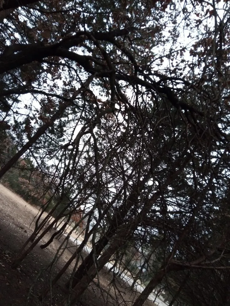 Top-rated yard maintenance in Oklahoma City, OK - Budget maintenance and repair