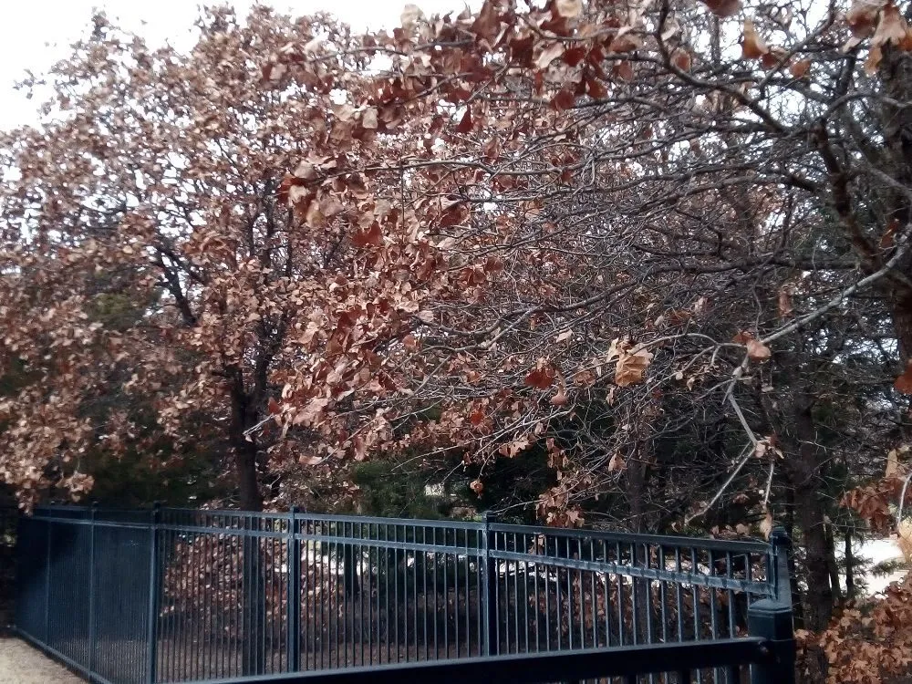 Top-rated landscape installation in Oklahoma City, OK by Budget maintenance and repair