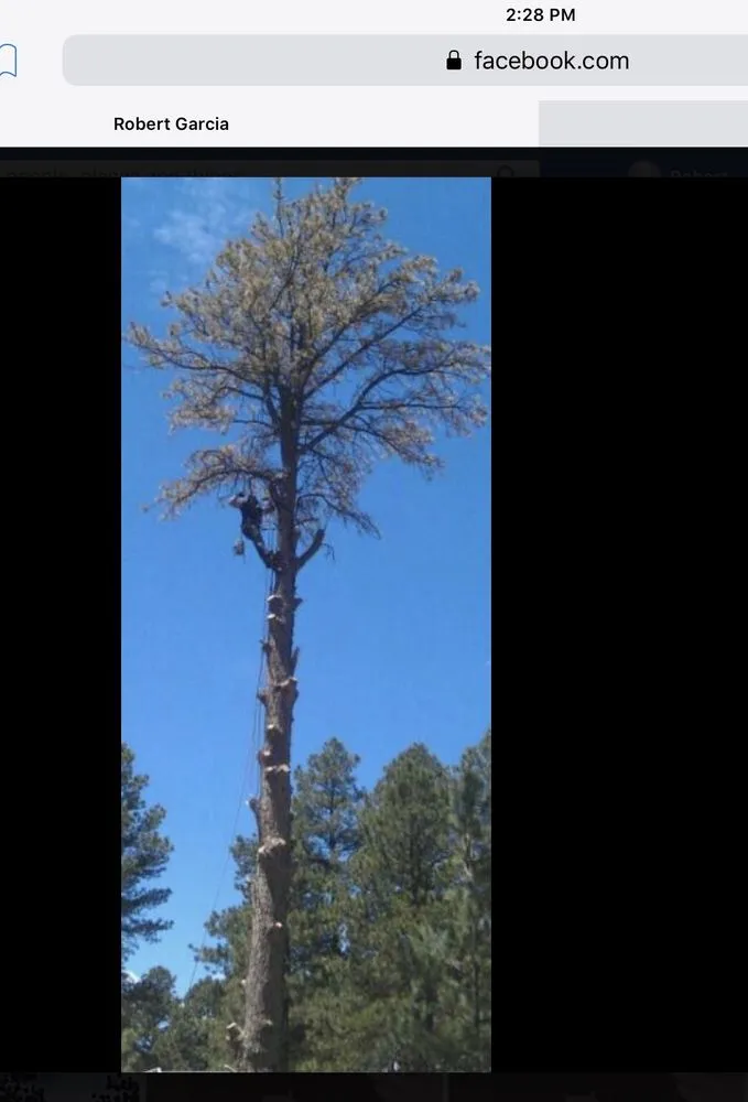 Reliable yard maintenance in Arvada, CO - Budget tree & shrub service